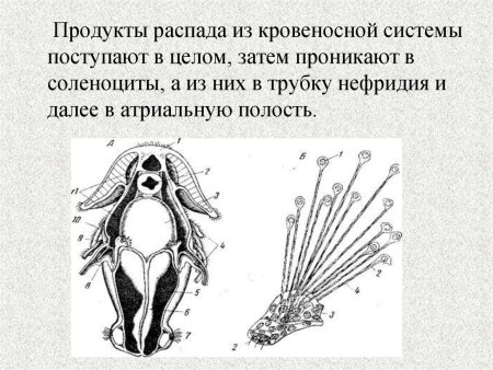 Плавники у хордовых