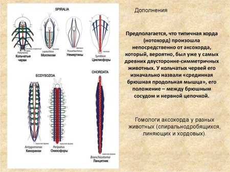 План строения пищеварительной системы хордовых