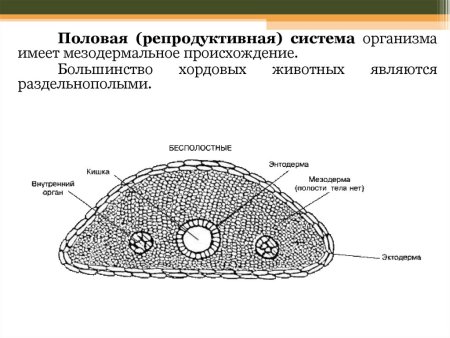 Тип Хордовые класс круглоротые