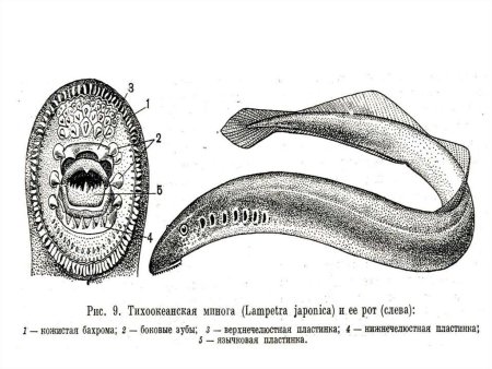 Парные и непарные плавники у костных рыб