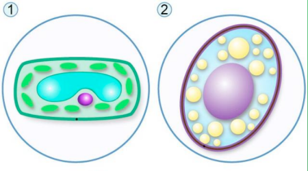 Строение клеток грибов под микроскопом