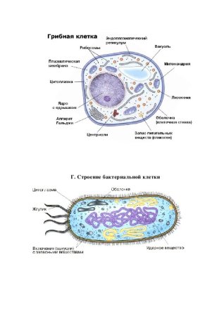 Строение клетки грибов рисунок