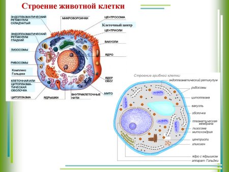 Строение эукариотической клетки животной растительной грибной
