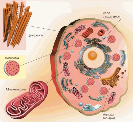 Биология строение животной клетки