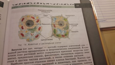 Клетка растения 6 класс биология