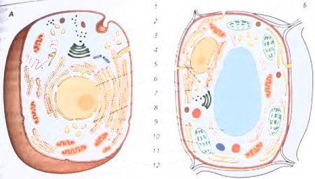 Биология 5 класс строение растительного и животного клеток