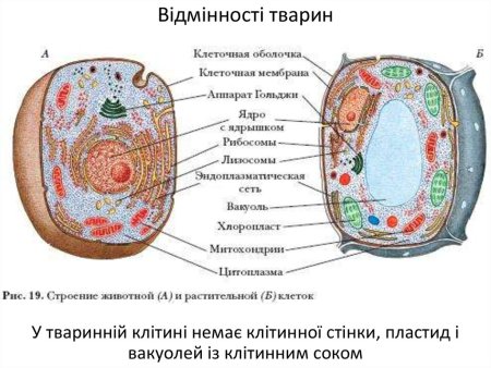 Строение растительной и животной клетки 9 класс биология