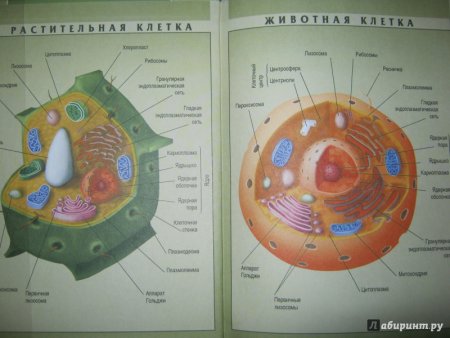 Строение клетки 10 класс