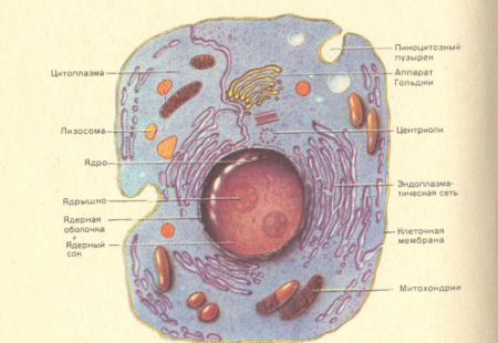 Схема строения клетки по данным электронного микроскопа