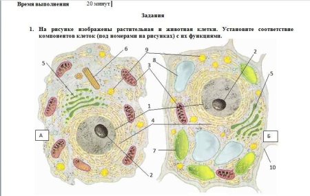 Подпишите органоиды животной и растительной клетки