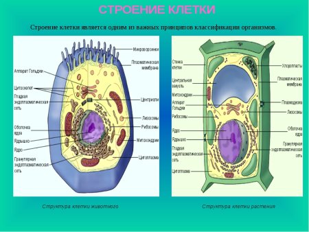 Строение и компоненты животной клетки