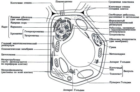 Органоиды растительной клетки схема