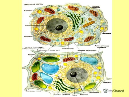 Строение растительной и животной клетки