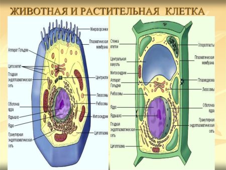 Схема живой и растительной клетки