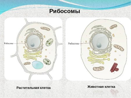 Строение рибосомы животной клетки