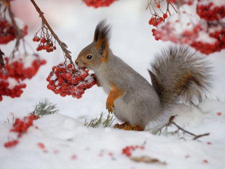 Зима животные