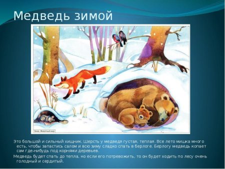 Зимующие животные в лесу