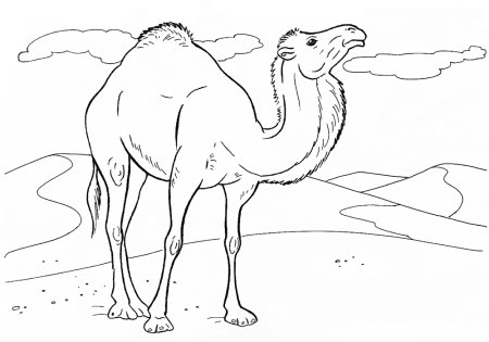 Раскраска к сказке Киплинга отчего у верблюда горб