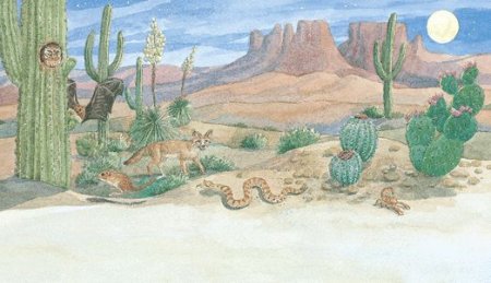 Пустыня растения для дошкольников