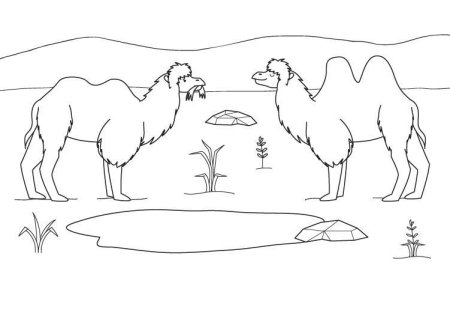 Животные пустыни раскраска