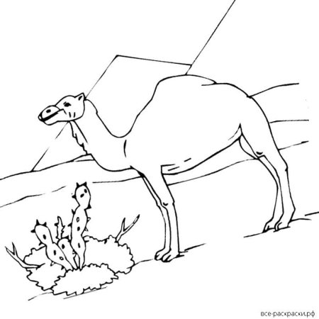 Животные пустыни раскраски для детей