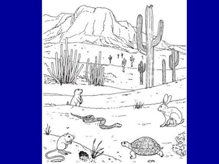 Растения и животные пустыни раскраски