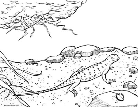 Животные пустыни раскраски для детей