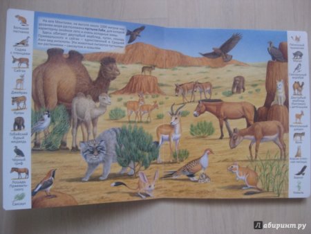 Животные пустыни для детей