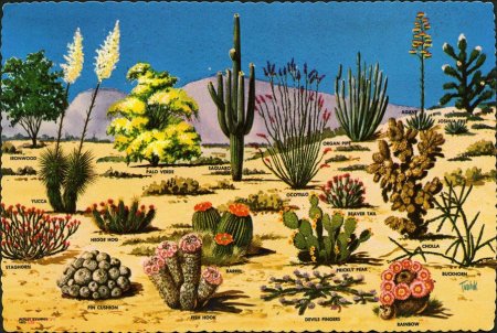 Растительность в пустынях