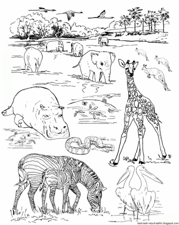 Животные зоопарка раскраски для детей