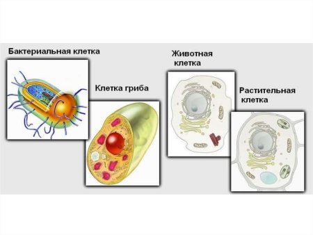 Клетка гриба и растительная клетка