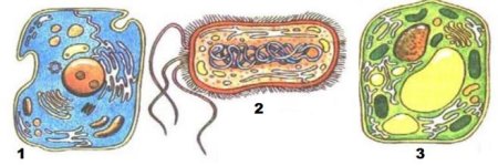 Клетки эукариот и прокариот без подписей