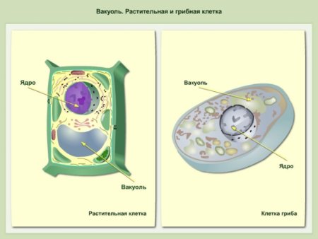 Рисунок вакуоли растительной клетки