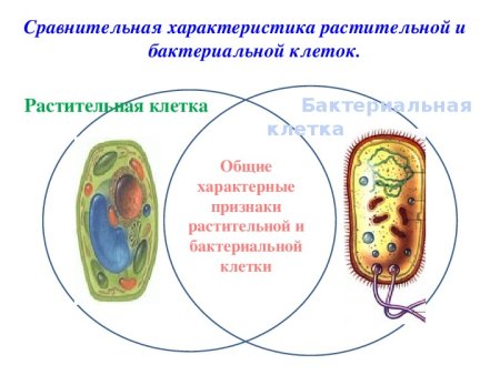 Строение бактериальной и растительной клетки