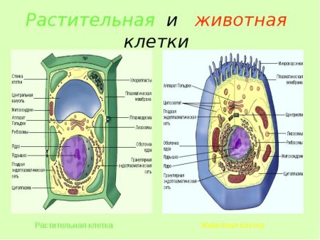 Эукариотическая клетка растения строение