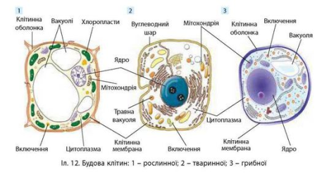Строение эукариотической клетки грибов