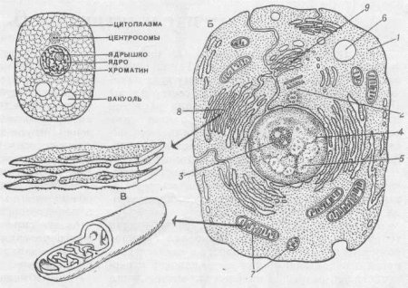 Схема строения животной клетки по данным электронного микроскопа