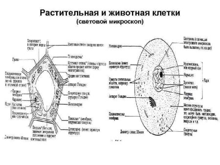 Схема строения растительной клетки электронная микроскопия