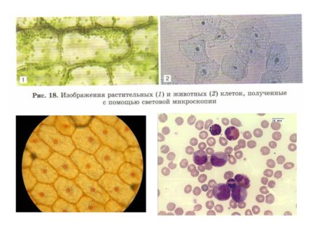 Клетка в световой микроскоп