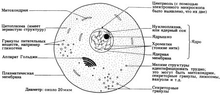 Строение животной клетки строение ядра
