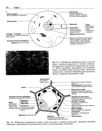 Строение растительной клетки микроскоп