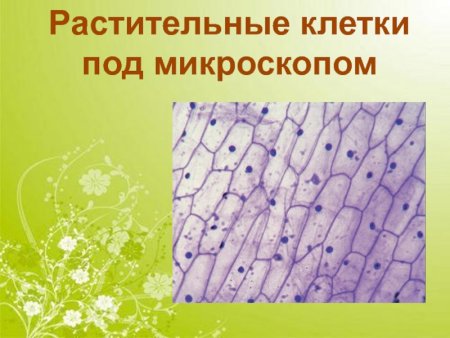 Строение клетки чешуи лука