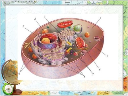 Строение эукариотической растительной клетки
