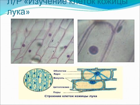 Органоиды видимые в световой микроскоп