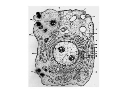 Схема строения растительной клетки электронная микроскопия
