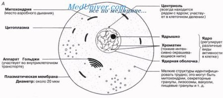 Строение растительной клетки чешуи лука