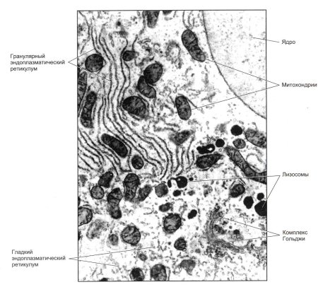 Растительная клетка рисунок с подписями органоидов