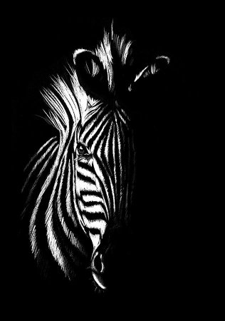 Зебра на черном фоне