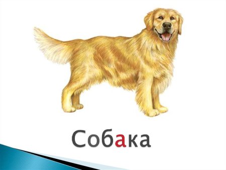 Собака для дошкольников