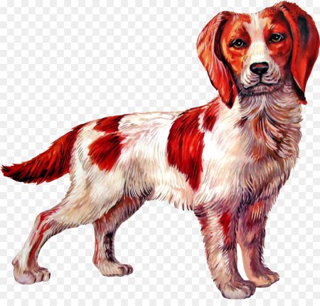 Рисунки домашних животных цветные